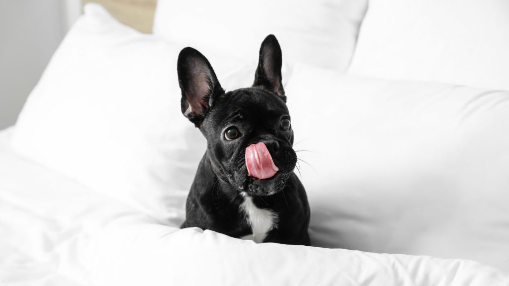 Luxurious Stay For Your Dog